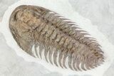 Early Cambrian Psedosaukianda Trilobite - Morocco #66919-3